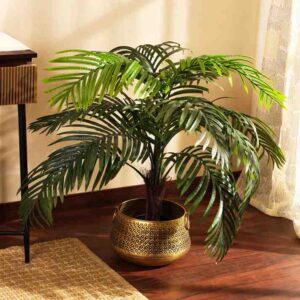 indoor_air_purification_plants_indogardening_blog-image
