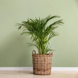 indoor_plants_india_easy_picks_indogardening_blog-image