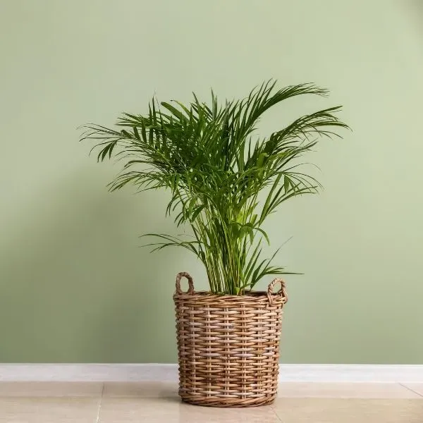 indoor_plants_india_easy_picks_indogardening_blog-image