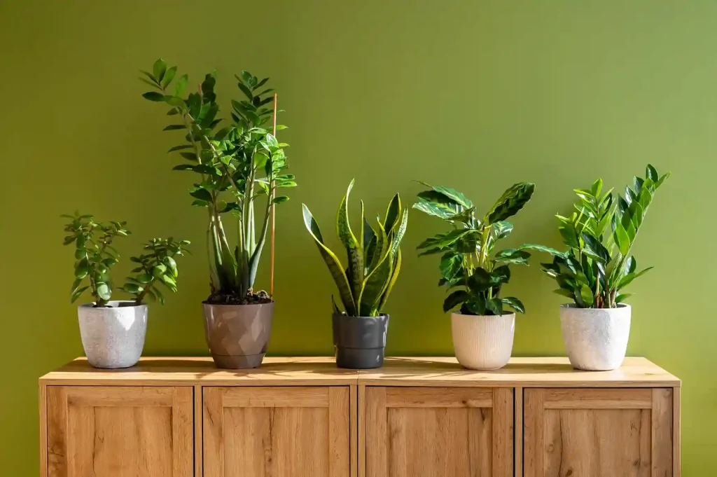 indoor_plants_for_fresh_spaces_indogardening_blog-image