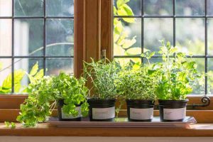 kitchen_garden_harvest_magic_indogardening_blog-image