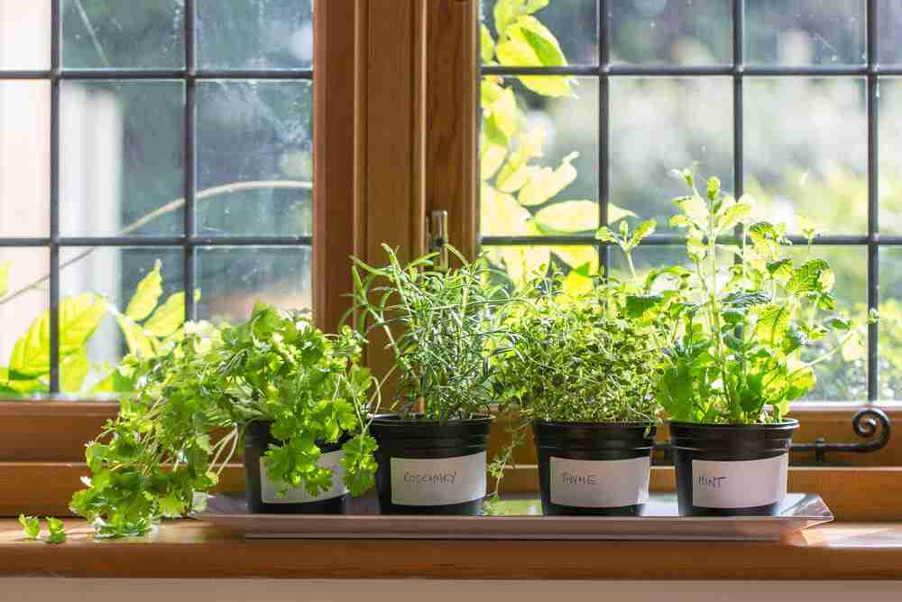 kitchen_garden_harvest_magic_indogardening_blog-image