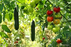 organic_gardening_guide_indogardening_blog-image
