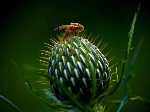 organic_pest_control_indogardening_blog-image