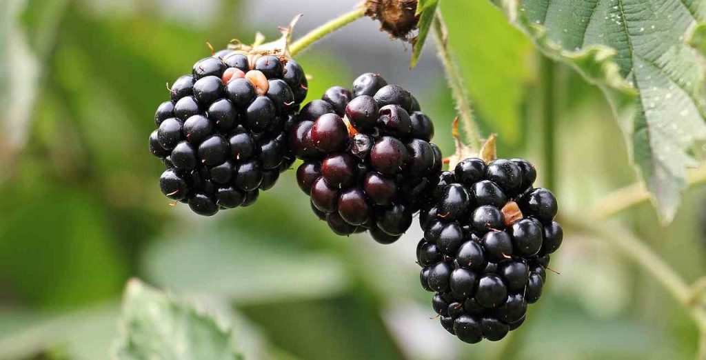 practical_organic_gardening_tips_indogardening_blog-image