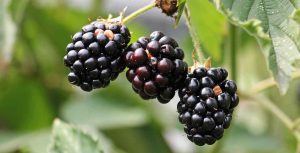 practical_organic_gardening_tips_indogardening_blog-image