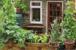 small_space_organic_gardening_indogardening_blog-image