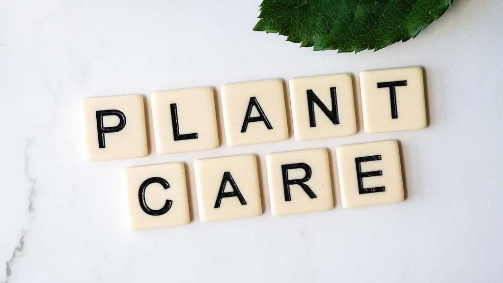 smart_plant_care_for_greener_homes_indogardening_blog-image