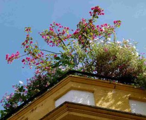 terrace_gardening_for_urban_life_indogardening_blog-image