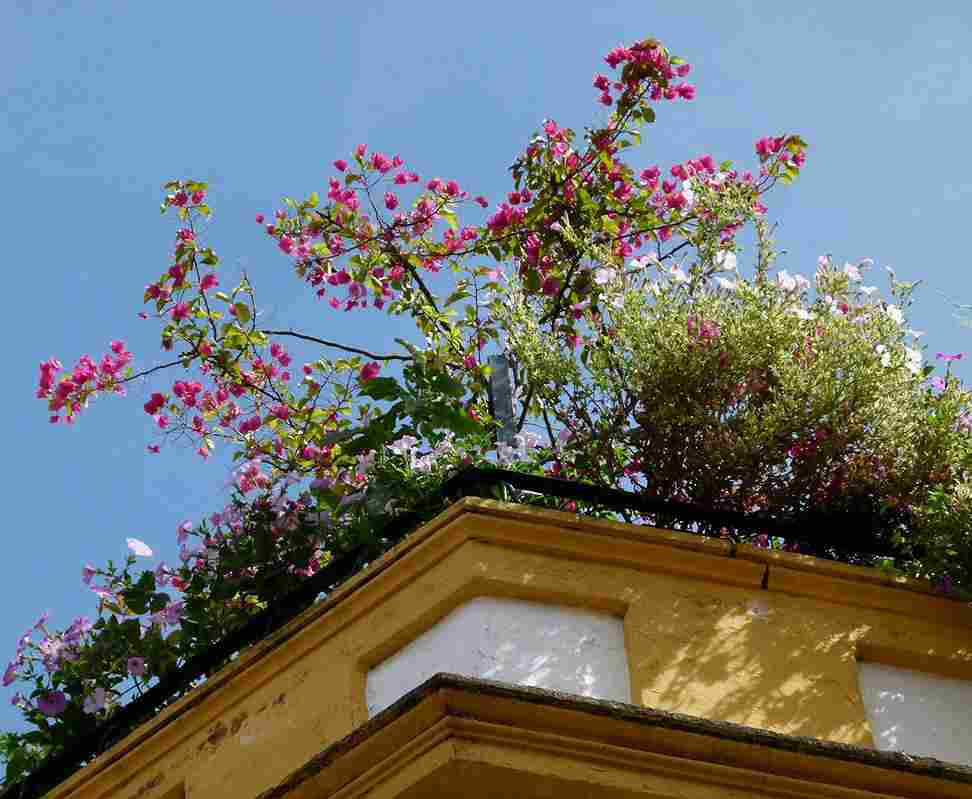 terrace_gardening_for_urban_life_indogardening_blog-image