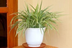 top_indoor_air_purification_plants_indogardening_blog-image