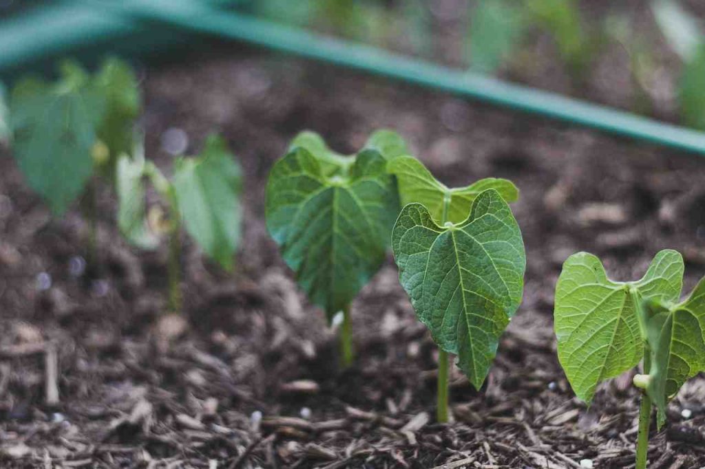 chemical_free_vegetable_gardening_indogardening_blog-image
