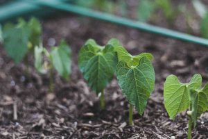 chemical_free_vegetable_gardening_indogardening_blog-image