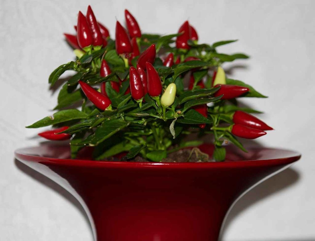 10_vegetables_in_pots_made_easy_indogardening_blog-image