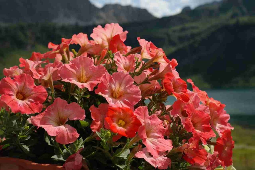 flower_plants_for_home_garden_indogardening_blog-image