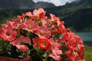 flower_plants_for_home_garden_indogardening_blog-image
