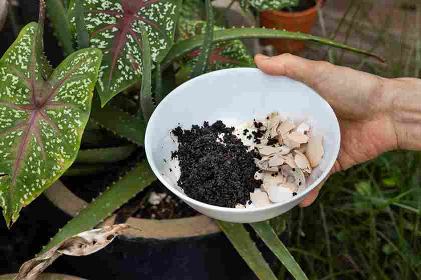 homemade_organic_fertilizer_uses_indogardening_blog-image