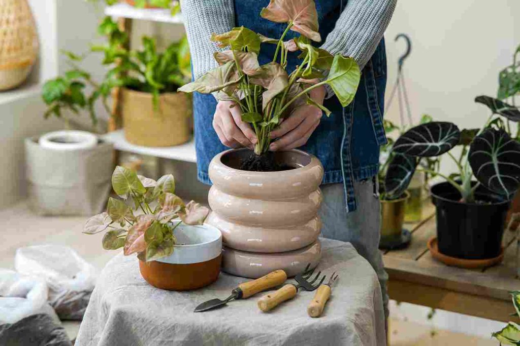 indoor_plant_care_tips_for_home_indogardening_blog-image