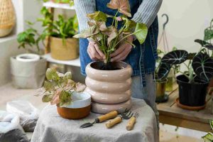 indoor_plant_care_tips_for_home_indogardening_blog-image