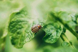 natural_pest_control_methods_today _indogardening_blog-image