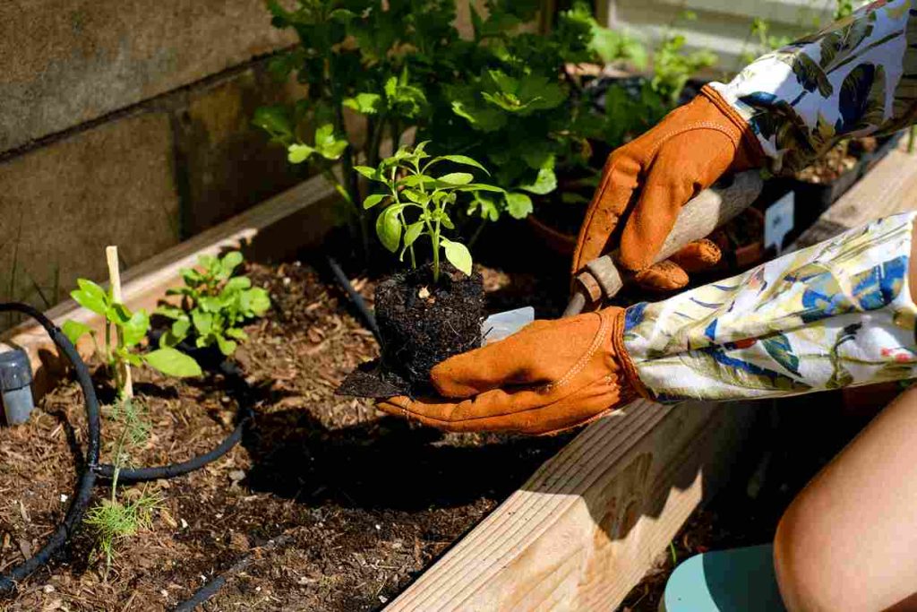 organic_gardening_tips_for_a_home_indogardening_blog-image