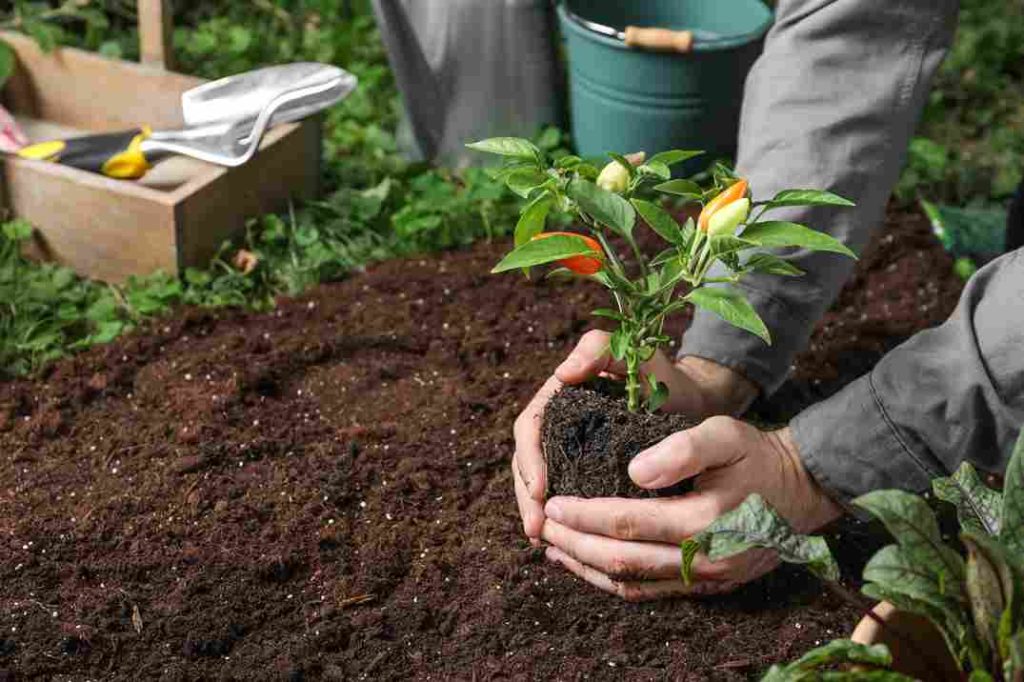 organic_soil_improvement_basics_indogardening_blog-image