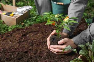 organic_soil_improvement_basics_indogardening_blog-image
