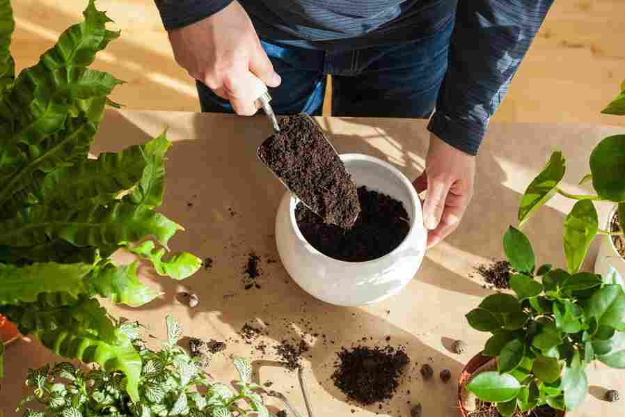 organic_vegetable_gardening_tips indogardening_blog-image