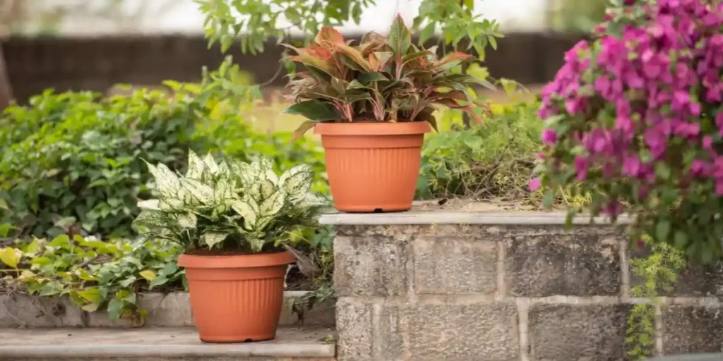 outdoor_garden_plantation_style_indogardening_blog-image