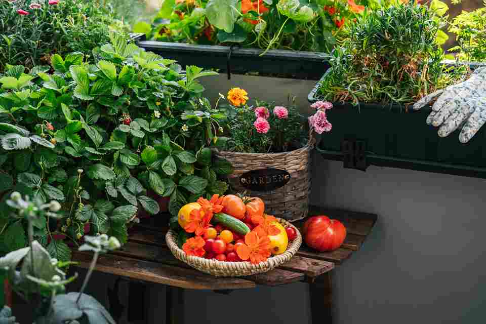 small_space_gardening_hacks_indogardening_blog-image