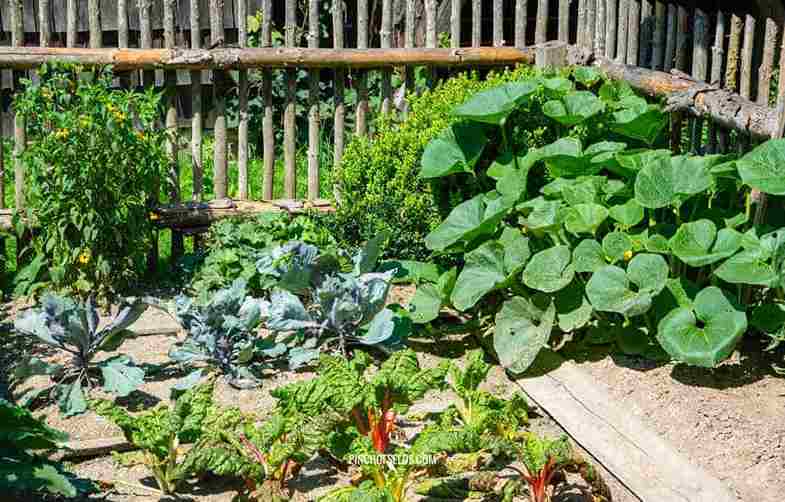 vegetable_garden_ideas_at_home_indogardening_blog-image
