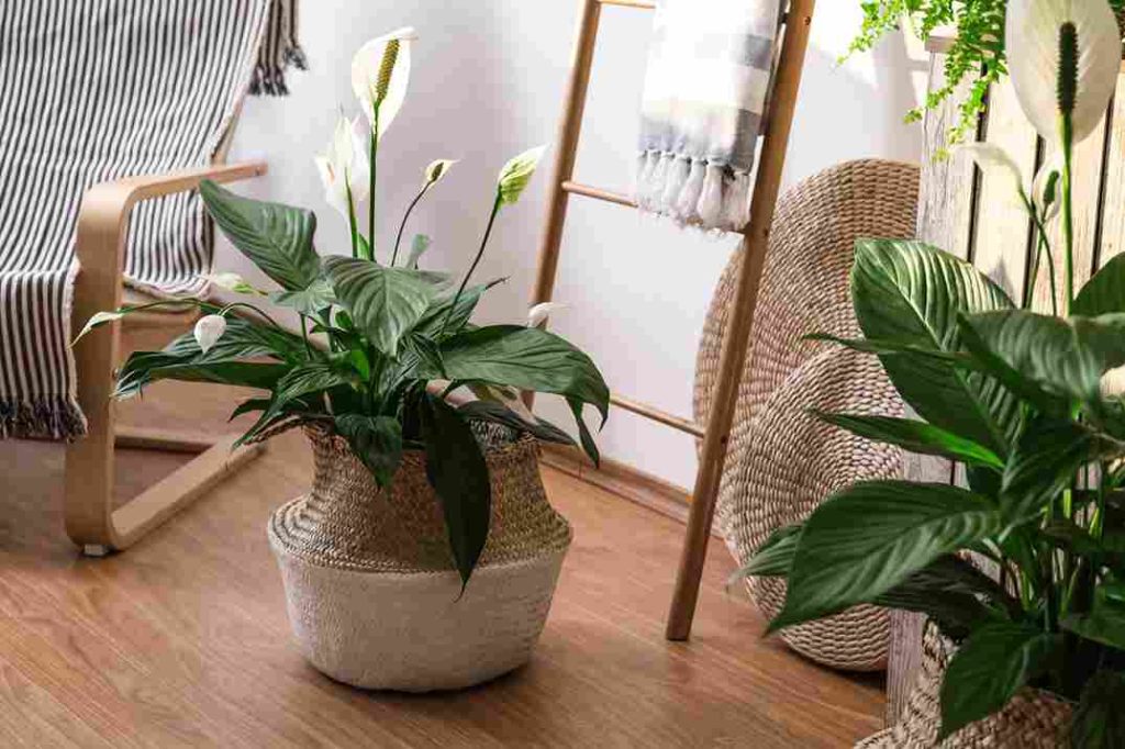 air-purifying_houseplants_ideas_indogardening_blog-image