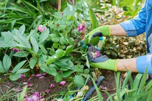 organic_garden_maintenance_basics_indogardening_blog-image