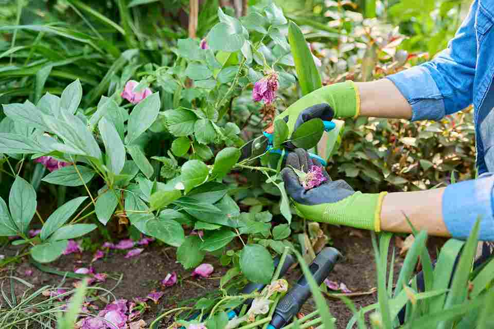 organic_garden_maintenance_basics_indogardening_blog-image