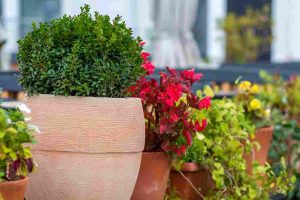 creative_container_gardening_ideas_indogardening_blog-image