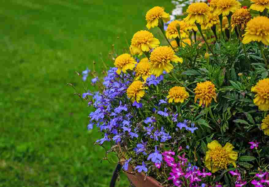 flower_gardening_year-round_indogardening_blog-image