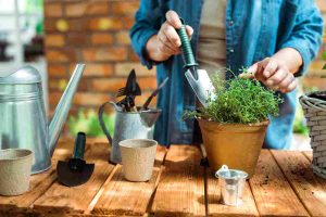 gardening_secrets_for_healthy_plants_indogardening_blog-image