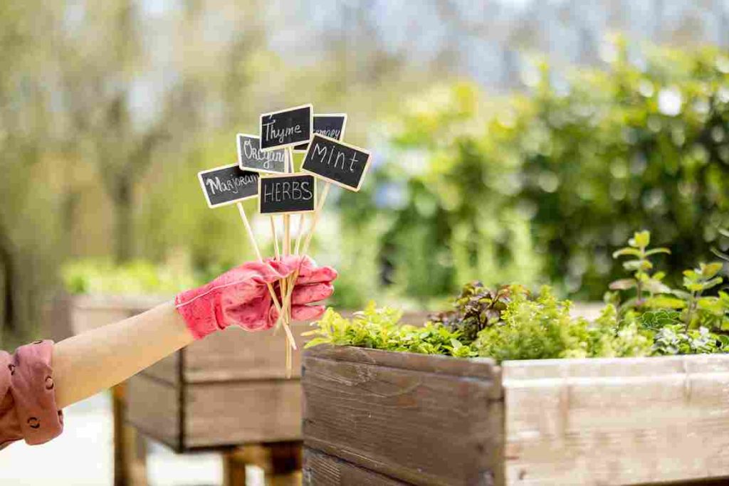 gardening_tips_for_beginners_indogardening_blog-image
