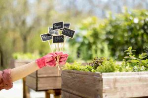 gardening_tips_for_beginners_indogardening_blog-image
