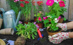 home_gardening_ideas_that_work_indogardening_blog-image