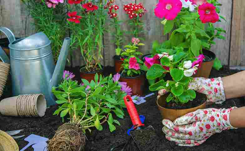 home_gardening_ideas_that_work_indogardening_blog-image