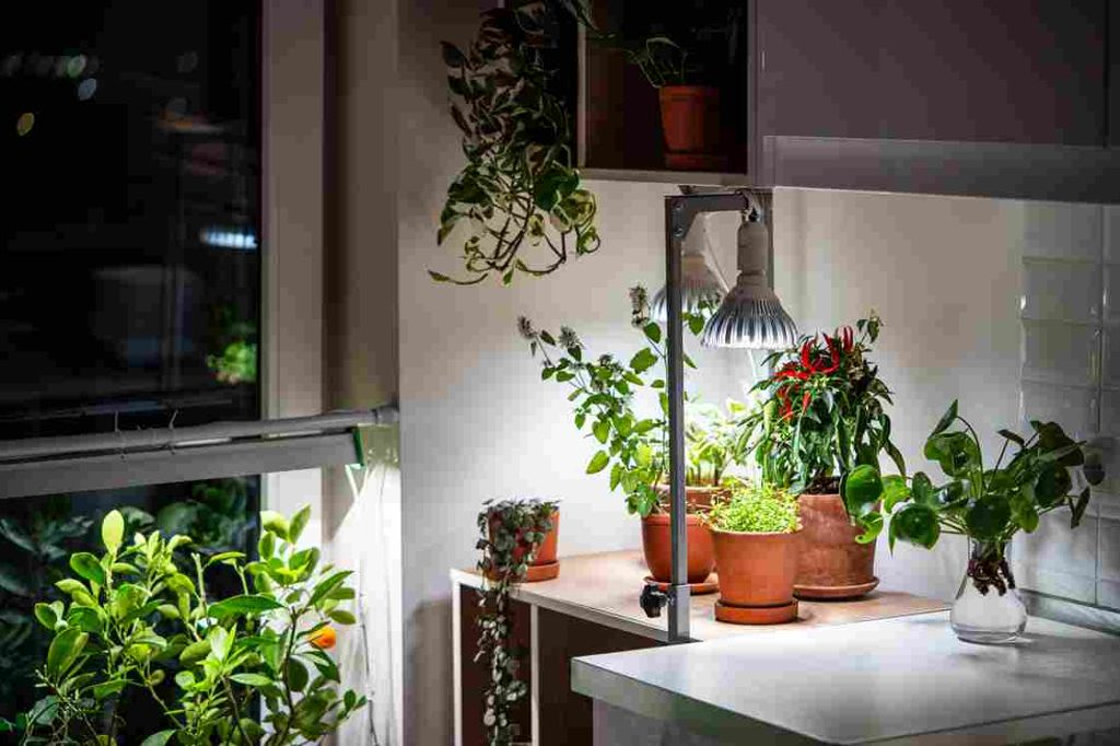 home_gardening_ideas_for_all_indogardening_blog-image