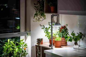 home_gardening_ideas_for_all_indogardening_blog-image