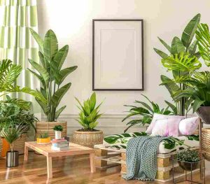 indoor_plants_for_stylish_homes_indogardening_blog-image