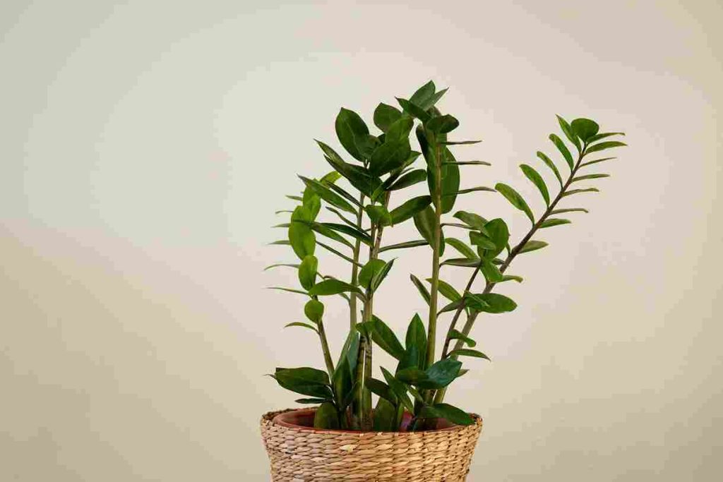 low-light_indoor_plants_decor_indogardening_blog-image