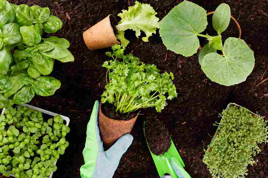 organic_gardening_bountiful_harvests_indogardening_blog-image