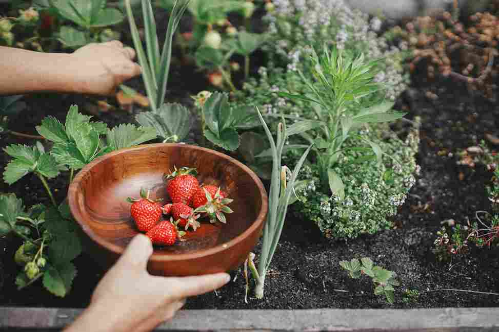 organic_gardening_made_easy_indogardening_blog-image