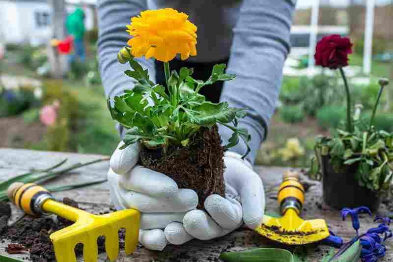 smart_gardening_tips_for_beginners_indogardening_blog-image
