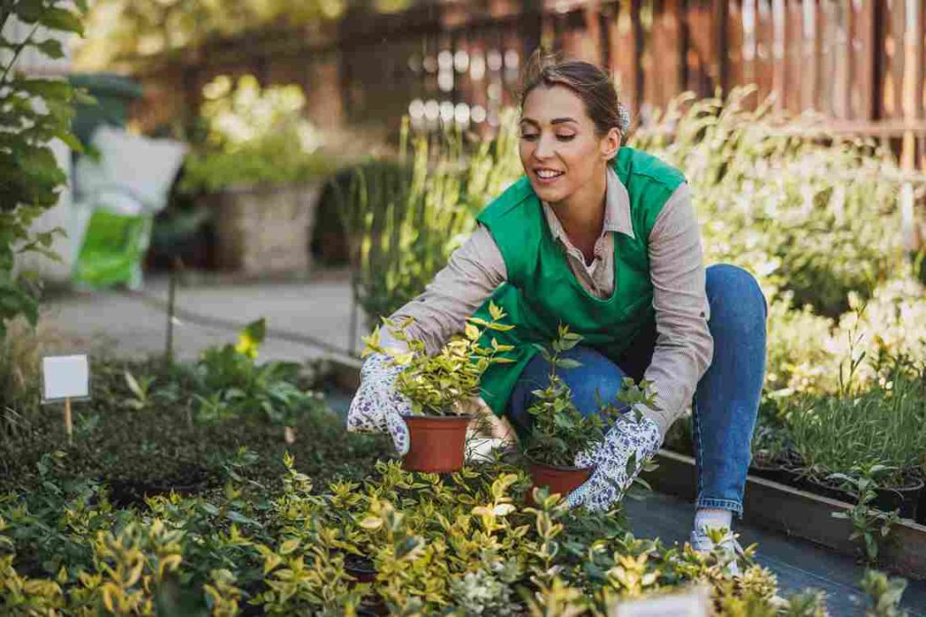 tips_for_home_garden_maintenance_indogardening_blog-image