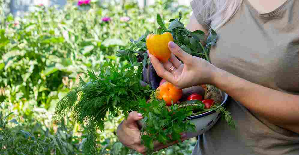 vegetable_gardening_harvest_guide_indogardening_blog-image